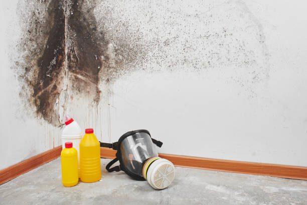 Office Mold Removal Services in New Fairview, TX