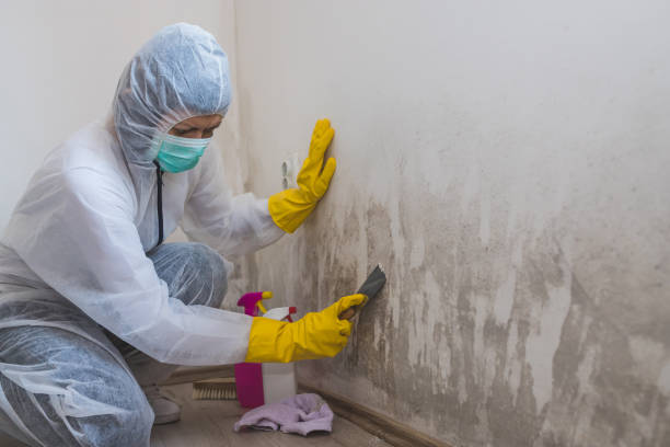 Best Black Mold Removal  in New Fairview, TX