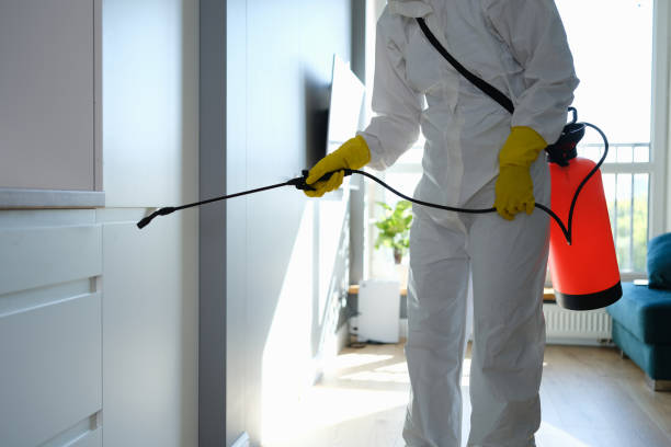 Mold Removal and Inspection in New Fairview, TX