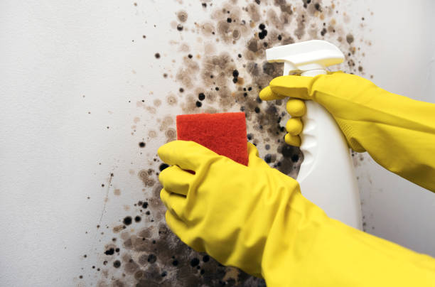 Home Mold Removal in New Fairview, TX