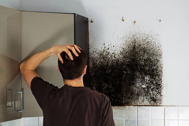 Professional Mold Removal in New Fairview, TX