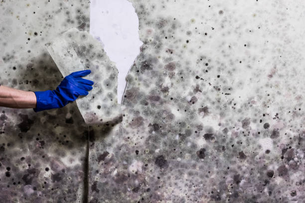 Best Crawl Space Mold Removal  in New Fairview, TX