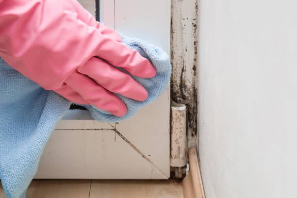 Best Emergency Mold Removal  in New Fairview, TX