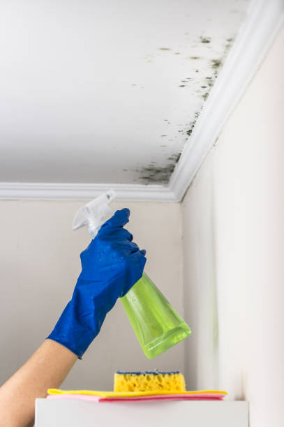 Home Mold Removal in New Fairview, TX